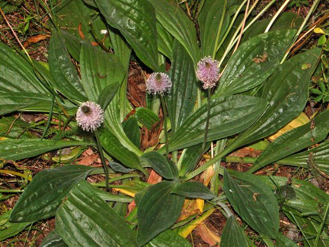 Plantago media / Piantaggine pelosa